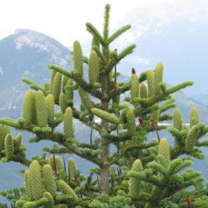 Photographie n°97822 du taxon Abies alba Mill. [1768]