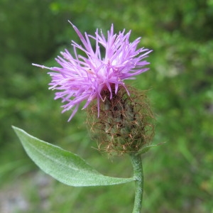 Photographie n°97824 du taxon Centaurea pectinata L. [1763]