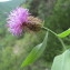  Hugues Tinguy - Centaurea pectinata L. [1763]