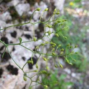 Photographie n°97831 du taxon Kernera saxatilis var. auriculata (Lam.) P.Fourn.