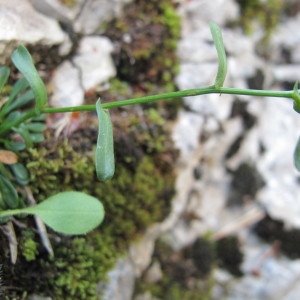 Photographie n°97832 du taxon Kernera saxatilis var. auriculata (Lam.) P.Fourn.