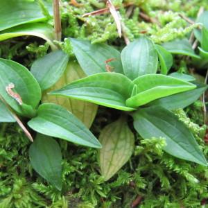 Photographie n°97833 du taxon Goodyera repens (L.) R.Br.