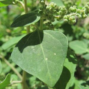 Photographie n°97838 du taxon Chenopodium vulvaria L. [1753]