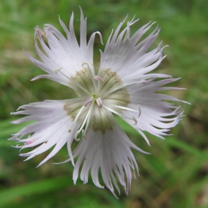 Photographie n°97842 du taxon Dianthus hyssopifolius L. [1755]