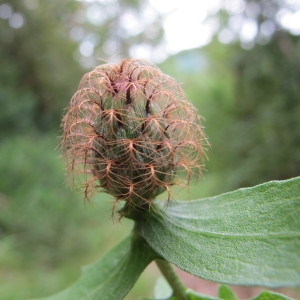 Photographie n°97844 du taxon Centaurea pectinata L. [1763]