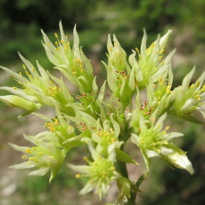  - Sedum anopetalum DC. [1808]