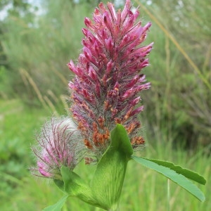 Photographie n°97852 du taxon Trifolium rubens L. [1753]