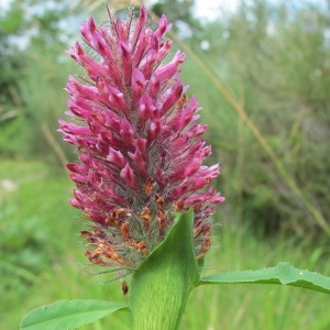 Photographie n°97853 du taxon Trifolium rubens L. [1753]