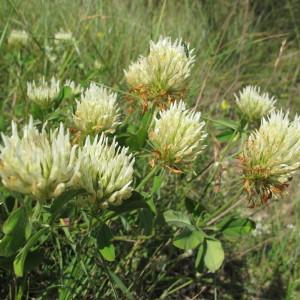 Photographie n°97865 du taxon Trifolium ochroleucon Huds. [1762]