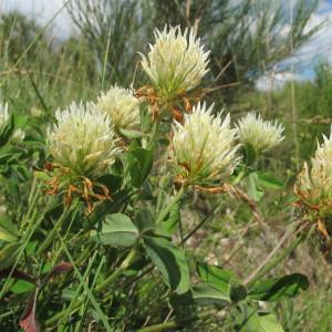 Photographie n°97866 du taxon Trifolium ochroleucon Huds. [1762]