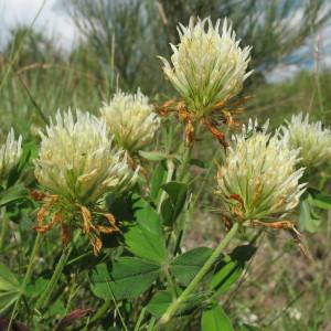 Photographie n°97867 du taxon Trifolium ochroleucon Huds. [1762]