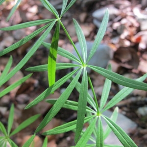 Photographie n°97871 du taxon Galium aristatum L. [1762]