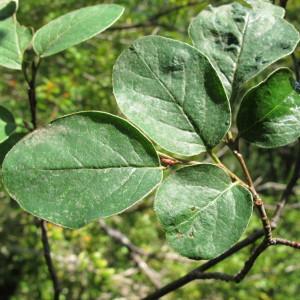 Photographie n°97872 du taxon Cotoneaster tomentosus Lindl. [1822]