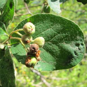 Photographie n°97873 du taxon Cotoneaster tomentosus Lindl. [1822]