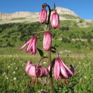 Photographie n°97883 du taxon Lilium martagon L.