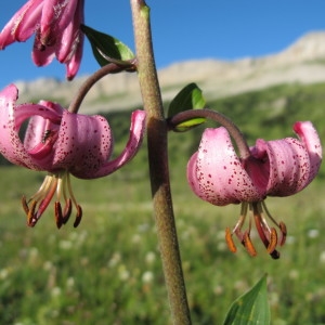 Photographie n°97884 du taxon Lilium martagon L.