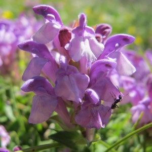 Photographie n°97895 du taxon Scutellaria alpina L.