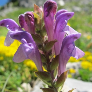 Scutellaria alpina L. (Scutellaire des Alpes)