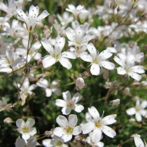 Photographie n°97902 du taxon Petrorhagia saxifraga (L.) Link [1829]