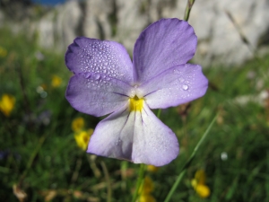 Hugues Tinguy, le  9 juillet 2012 (Chichilianne (Plaine de Chamousset))