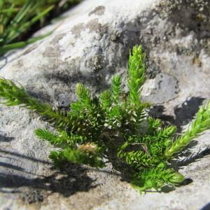 Photographie n°97919 du taxon Selaginella selaginoides (L.) P.Beauv. ex Schrank & Mart. [1829]