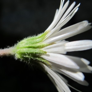 Photographie n°97935 du taxon Aster bellidiastrum (L.) Scop. [1769]