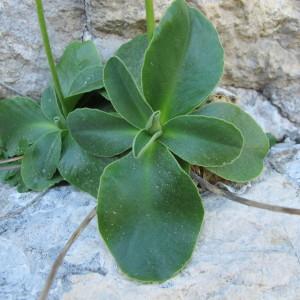 Photographie n°97941 du taxon Primula auricula L. [1753]