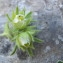  Hugues Tinguy - Potentilla nivalis Lapeyr. [1782]