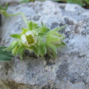 Photographie n°97947 du taxon Potentilla nivalis Lapeyr. [1782]