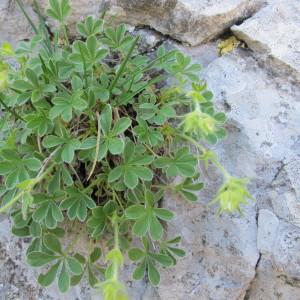 Photographie n°97948 du taxon Potentilla nivalis Lapeyr. [1782]