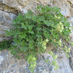  - Potentilla nivalis Lapeyr. [1782]