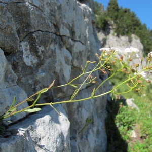 Photographie n°97951 du taxon Kernera saxatilis (L.) Sweet [1827]