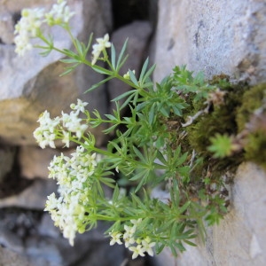 Galium commune subsp. argenteum (Vill.) Rouy (Gaillet à feuilles inégales)