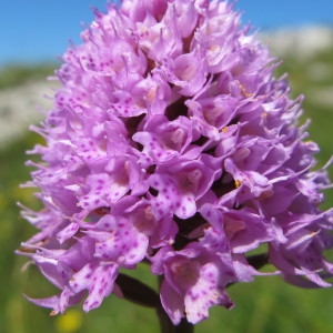 Photographie n°97975 du taxon Traunsteinera globosa (L.) Rchb. [1842]