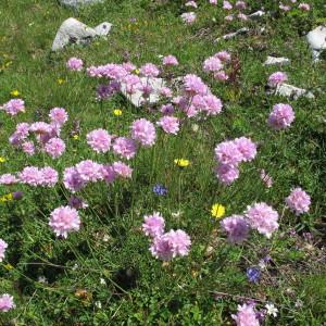 Photographie n°97988 du taxon Armeria alpina Willd. [1809]