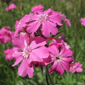 Photographie n°97992 du taxon Silene flos-jovis (L.) Greuter & Burdet [1982]