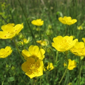 Photographie n°97998 du taxon Potentilla grandiflora L. [1753]