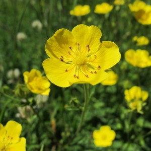 Photographie n°97999 du taxon Potentilla grandiflora L. [1753]