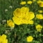  Hugues Tinguy - Potentilla grandiflora L. [1753]