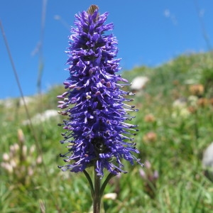 Photographie n°98003 du taxon Veronica spicata L. [1753]