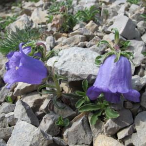 Photographie n°98004 du taxon Campanula alpestris All. [1773]