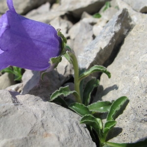 Photographie n°98005 du taxon Campanula alpestris All. [1773]