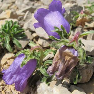 Photographie n°98006 du taxon Campanula alpestris All. [1773]