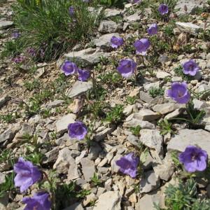 Photographie n°98008 du taxon Campanula alpestris All. [1773]