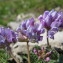  Hugues Tinguy - Oxytropis amethystea Arv.-Touv. [1871]