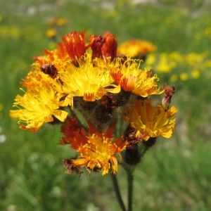 Hieracium ×guthnickianum subsp. rubellum Zahn (Épervière)