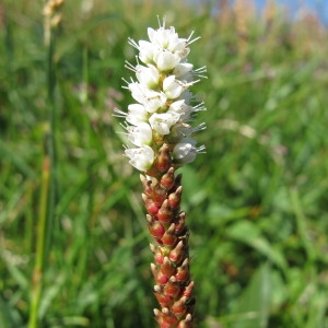 Photographie n°98020 du taxon Polygonum viviparum L. [1753]