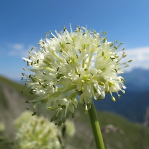 Allium victorialis L. (Ail de cerf)