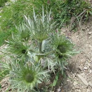  - Eryngium spinalba Vill. [1779]