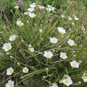 Photographie n°98043 du taxon Minuartia capillacea (All.) Graebn. [1918]